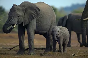 Suffering Prints: Elephant (Loxodonta africana). The calf has a wire snare on its trunk