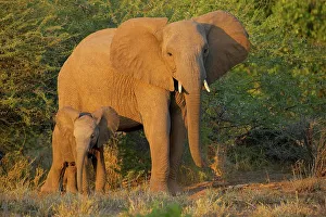 Mashatu Prints: Elephant (Loxodonta africana) cow and calf in veld showing aggression by spreading their ears