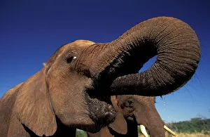 Graceful Prints: Elephant. (Loxodonta africana) Drinking Elephant Camp