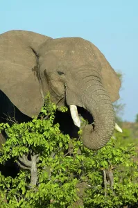 Mashatu Prints: Elephant (Loxodonta africana) feeding on a Mopane Tree (Colophospermum mopane)