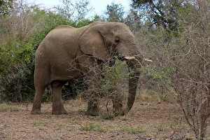 Imfolozi Prints: Elephant (Loxodonta africana). Hluhluwe Imfolozi Park