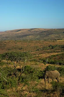 Imfolozi Prints: Elephant (Loxodonta africana). Hluhluwe Imfolozi Park