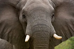 Ivory Prints: Elephant (Loxodonta africana). MalaMala (Mala Mala) Game Reserve