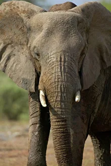 Nothern Tuli Game Reserve Prints: Elephant (Loxodonta africana). Mashatu Game Reserve