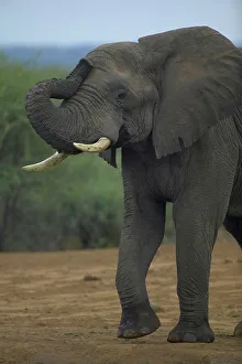 Mashatu Prints: Elephant (Loxodonta africana). Nothern Tuli Game Reserve