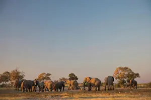 African Photograph Prints: Elephant (Loxodonta africana) at Pump Pan. Savuti. Chobe National Park. Botswana