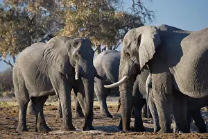 African Photograph Prints: Elephant (Loxodonta africana) at Pump Pan. Savuti. Chobe National Park. Botswana