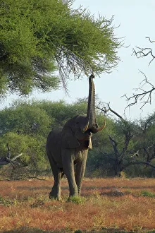 Tusks Prints: Elephant (Loxodonta africana) reaching up into acacia tree to feed