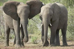 The Elephant (Loxodonta africana) on the right has aproached the one feeding on the left