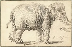 Vienna Prints: An Elephant by Rembrandt van Rhijn (1606-1669) / Albertina