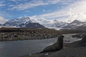 Penguin Prints: Elephant seal beachmaster and King Penguins (Aptenodytes Patagonicus)