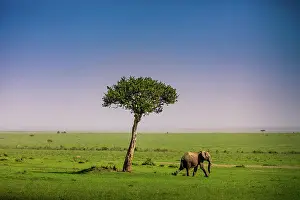 Grass Area Prints: Elephant seen on a Safari in the Maasai Mara National Reserve, Kenya, East Africa, Africa