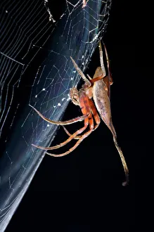 Island Of Borneo Prints: Elephant Spider (Possibly poltys) waiting in ambush in its web at night