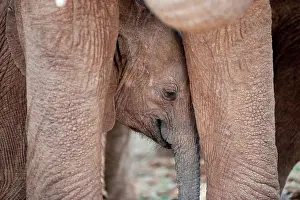 Calves Prints: Elephant wildlife in Kenya