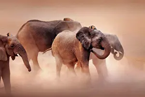 Upset Prints: Elephants in desert dust