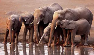 Thirsty Prints: Elephants drinking