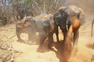 East Africa Prints: Elephants from the Elephant Orphanage of SheldrickKenya