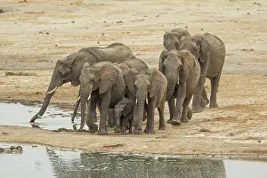 Conservation Prints: Elephants at Hwange national Park, Zimbabwe