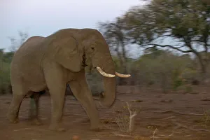 Mashatu Prints: Elephants (Loxodonta africana) bull in musth walking in veld at dusk