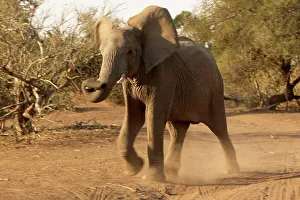 Tusks Prints: Elephants (Loxodonta africana) charging - showing aggression