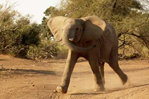 Tusks Prints: Elephants (Loxodonta africana) charging - showing aggression