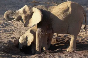 Drought Prints: Elephants (Loxodonta africana) cow and calf drinking at holes the elephant have dug in the dry river bed