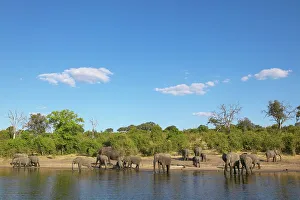 African Landsape Prints: Elephants (Loxodonta Africana) drinking in Chobe River