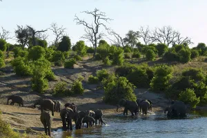 African Landsape Prints: Elephants (Loxodonta Africana) drinking in Chobe River