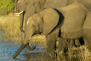 African Landsape Prints: Elephants (Loxodonta Africana) drinking in Chobe River