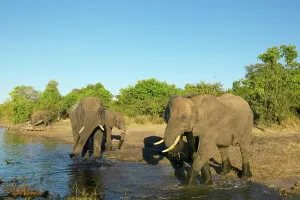 African Landsape Prints: Elephants (Loxodonta Africana) drinking in Chobe River