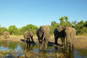 Elephants (Loxodonta Africana) drinking in Chobe River