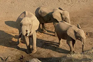 Mashatu Prints: Elephants (Loxodonta africana) drinking from holes they have dug in a dry river bed