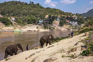 Somebody Prints: Elephants of the Mekong Elephant Park Sanctuary walk up a sandbank after bathing in the Upper Mekong River