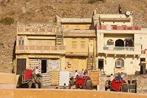 Large Group Prints: Elephants who carry tourists to Amer Fort, located in Amer, near Jaipur, Rajastan, India