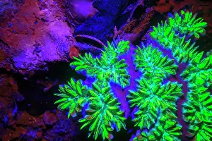 Palau Prints: Elliptical Star Coral, Day Fluorescing