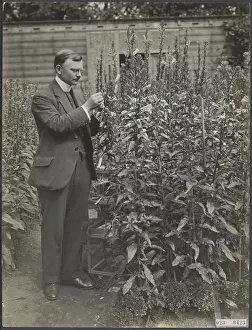 Professor Prints: Elsevier photo collection. Prof