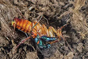 Arthropod Prints: Emerald Cockroach Wasp (Ampulex compressa) adult female