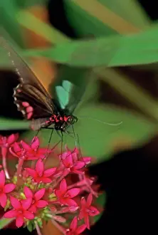 Exhibits Prints: Emerald-patched cattleheart butterfly in motion and feeding on red flowers
