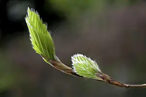 Rising Prints: Emerging European beech (Fagus sylvatica) leaves in spring