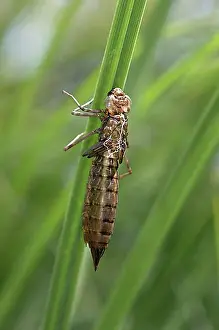 Grasses Prints: Emperor Dragonfly (Anax imperator)