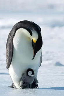 Emperor Prints: Emperor penguin Aptenodytes forsteri and chick