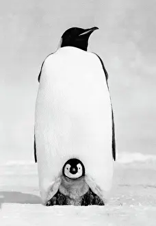 Penguin Prints: Emperor Penguin with its chick on snow (Aptenodytes forsteri)