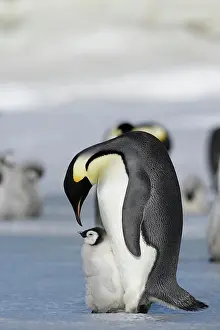 Emperor Prints: emperor penguin with cub, Aptenodytes forsteri