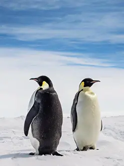 Global Warming Prints: Emperor Penguins (Aptenodytes forsteri) on sea ice, Weddell Sea, Antarctica