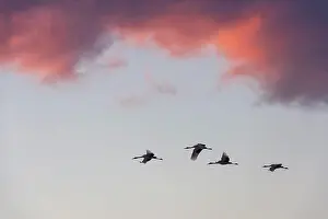 2016 Prints: Endangered Japanese cranes (Grus japonensis)