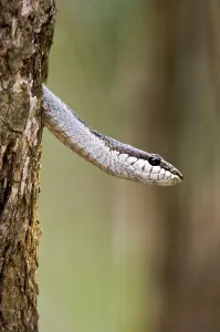 Serpent Prints: Endemic colubrid snake (Ithycyphus goudoti) (non-Venomous) emerging from tree hole