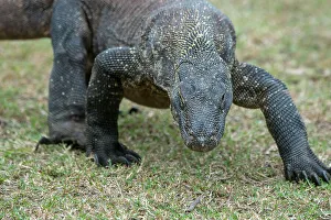 Komodo Dragon Prints: An endemic Komodo dragon (Varanus komodoensis) is walking through the grass on Rinca Island