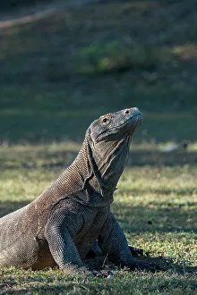 Warming Up Prints: An endemic Komodo dragon (Varanus komodoensis) is warming up in the morning sunshine on Rinca Island