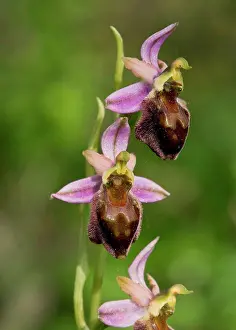 Endangered Prints: An endemic orchid, Ophrys morisii in flower, Sardinia, Italy