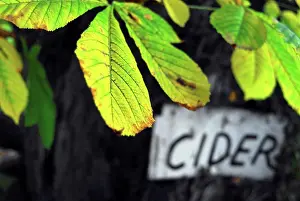 Branches Prints: England, Devon, Dartmoor. Detail of a leaf in a Devon cider farm
